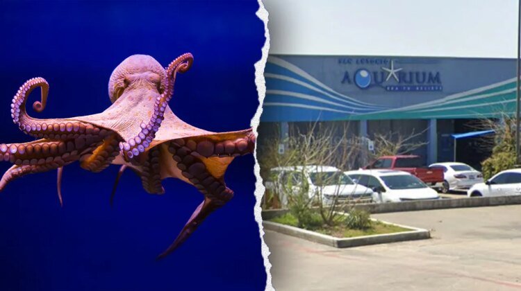 Woman recounts harrowing experience of octopus latching onto her son at aquarium Woman recounts harrowing experience of octopus latching onto her son at aquarium