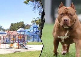 Woman killed in dog attack at San Bernardino park,…