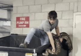 Dramatic video shows python removal from apartment complex dumpster