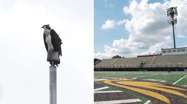 Minnesota high school football team forced to reschedule games for osprey nest Minnesota high school football team forced to reschedule games for osprey nest